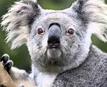 Image result for Scary Koala