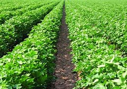 Image result for Cotton Industry