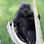 Image result for Porcupine Meaning