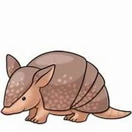 Image result for Cute Armadillo Drawing