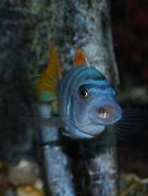 Image result for cynotilapia