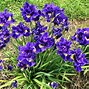 Image result for Iris sibirica Spindazzle