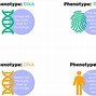 Image result for Phenotype Chart