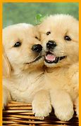 Image result for Dogs Desktop Wallpaper Qoutes