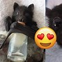 Image result for Cutest Bat