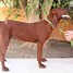 Image result for Redbone Coonhound Puppies