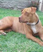 Image result for American Bulldog Pit Bull Mix