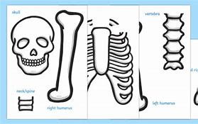 Image result for Life Size Skeleton Cut Out