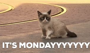 Image result for Grumpy Cat Monday Meme