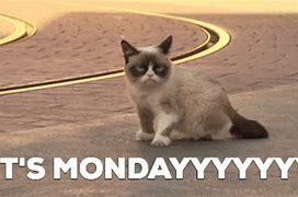 Image result for Monday Cat Meme GIF