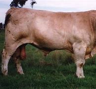 Image result for Mandalong Special Cattle