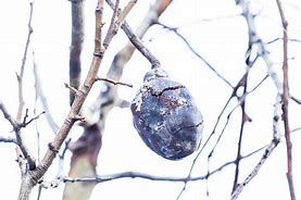 Image result for Petrified Fruit