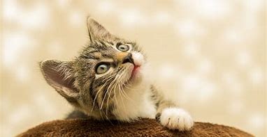 Image result for Chaton