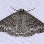 Image result for Geometridae