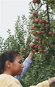 Image result for Hand Picking Apple