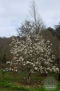 Image result for Magnolia x soulangeana Alba Superba