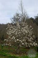 Image result for Magnolia soulangeana Alba Superba