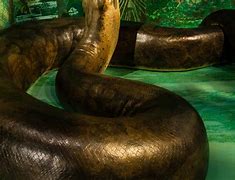 Image result for Biggest Snake in World