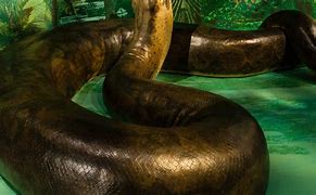 Image result for World Biggest Snake Ever Recorded