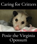 Image result for Opossum Meme