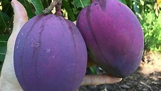 Image result for Purple Mango