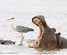 Image result for Funniest Animal Photos