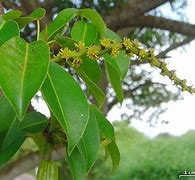 Image result for Manchineel Flower