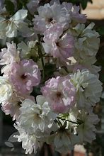 Image result for Rosa phyllis bide