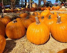 Image result for apple hill pumpkins patches