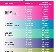 Image result for Bengal Cat Growth Chart