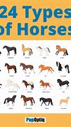Image result for Horse Breed Sizes