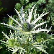 Image result for Eryngium Big Blue (r)