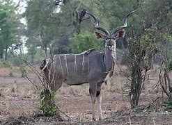 Image result for Africa Native Animals