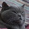 Image result for Judgmental Cat