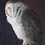 barn owl 的图像结果