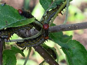 Image result for What Is Eating My Apple Tree Leaves