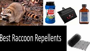 Image result for Raccoon Repellent
