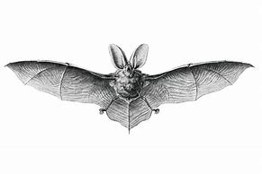 Image result for Classic Drawings Bat