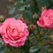 Image result for Amorosa Bella Sparkling Rose