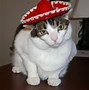 Image result for Cat with Sombrero Meme