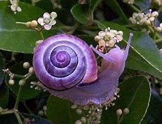 Image result for Purple Snail Slug