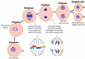 Image result for cell division process diagrams
