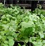 Image result for Parsley Garden