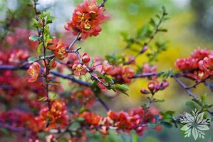 Image result for Chaenomeles sup. Fascination