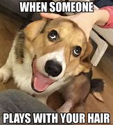Image result for Timmy the Dog Meme
