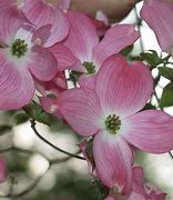 Image result for Cornus florida