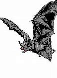 Image result for Gray Bat Fact Sheet