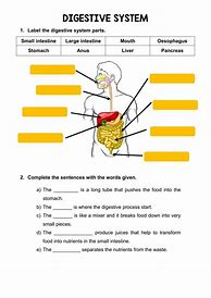 Image result for Parts of the Digestive System Worksheet