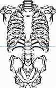 Image result for Skeleton Vector Free