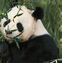 Image result for Giant Panda Kingdom